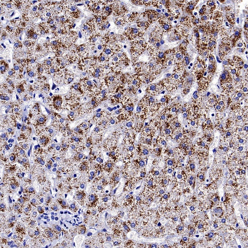 iNOS Recombinant Rabbit mAb (S-2493-61)