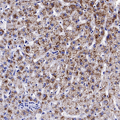 iNOS Recombinant Rabbit mAb (S-2493-61)