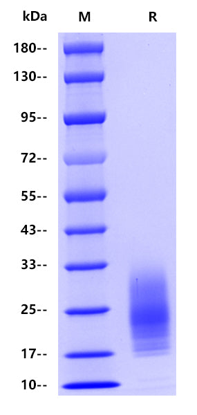 GM-CSF His Tag Protein, Human
