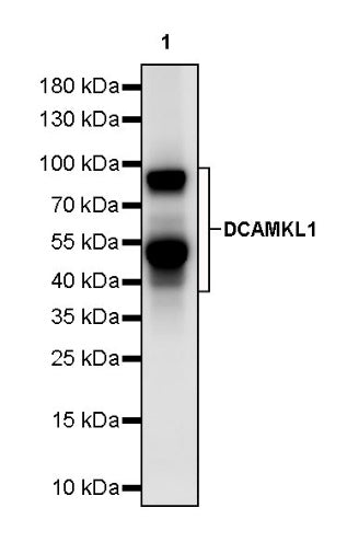 DCAMKL1 Recombinant Rabbit mAb (S-1705-76)