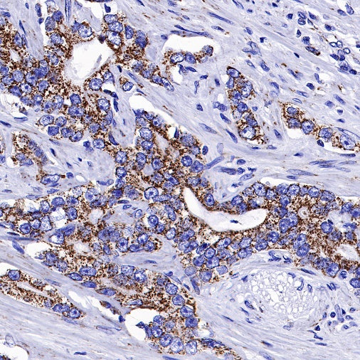 AIF Recombinant Rabbit mAb (S-948-54)