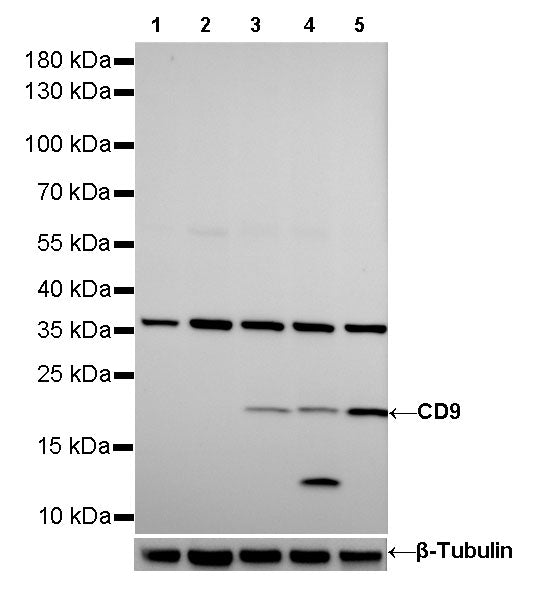 CD9 Recombinant Rabbit mAb,PBS Only (SDT-143-53)