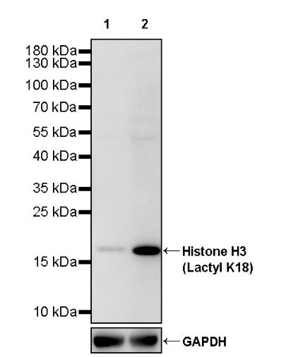 Histone H3 (Lactyl K18) Recombinant Rabbit mAb (S-3217-72)