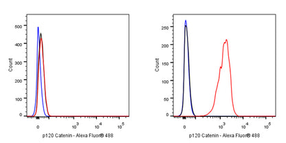 p120 Catenin Recombinant Rabbit mAb (SDT-350-75)