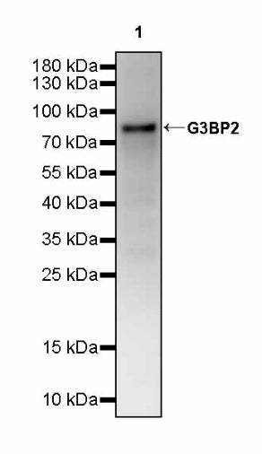 G3BP2 Recombinant Rabbit mAb (S-2386-66)