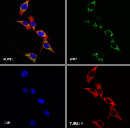 MDH2 Recombinant Mouse mAb (S-5411)