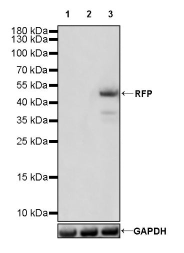 RFP Recombinant Rabbit mAb (S-1006-1)