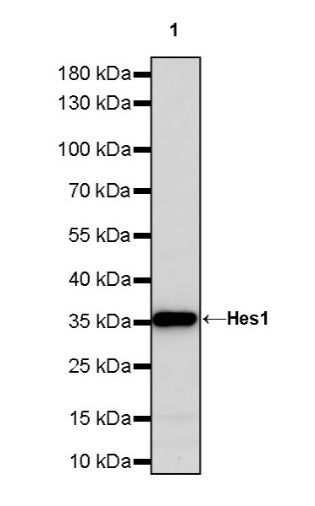 Hes1 Recombinant Rabbit mAb (S-780-211)