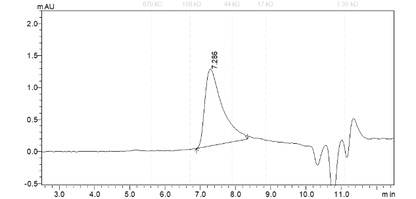 WRN Protein,Human