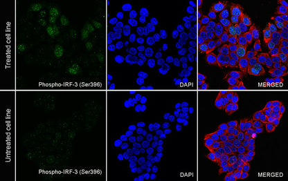 Phospho-IRF3 (Ser396) Recombinant Rabbit mAb (S-3598)