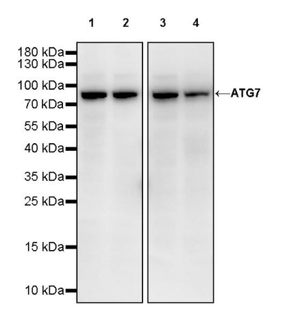 ATG7 Recombinant Rabbit mAb (S-1279-201)
