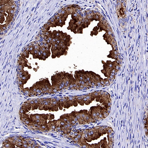 CD107b/LAMP2 Recombinant Mouse mAb (H4B4)