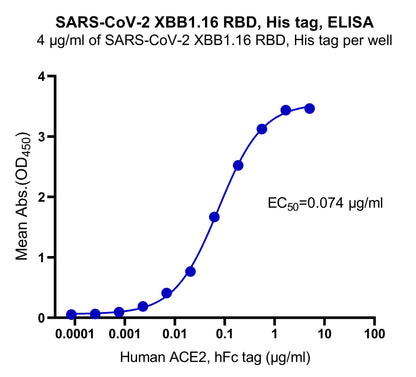 SARS-CoV-2 XBB1.16 RBD, His tag