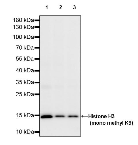 Histone H3 (mono methyl K9) Recombinant Rabbit mAb (S-850-153)