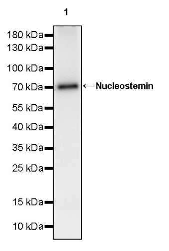 Nucleostemin Recombinant Rabbit mAb (S-1888-40)