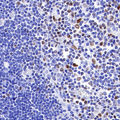 Runx3 Recombinant Rabbit mAb (S-R356)