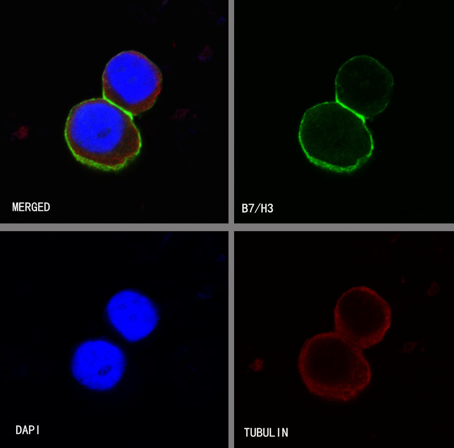 B7-H3 Recombinant Rabbit mAb,PBS Only (SDT-249-26)