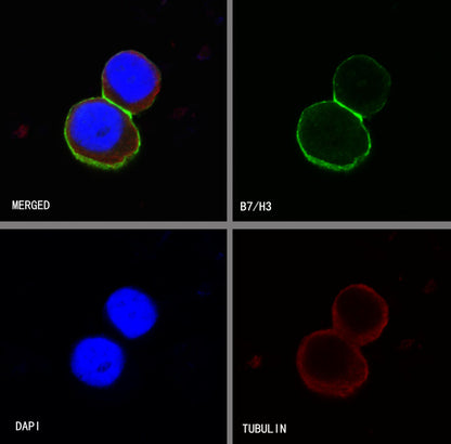 B7-H3 Recombinant Rabbit mAb,PBS Only (SDT-249-26)