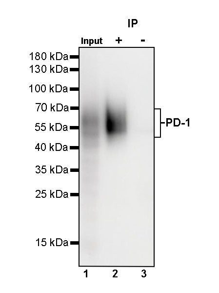 S-RMab® PD-1 Recombinant Mouse mAb,PBS Only (SDT-R143)