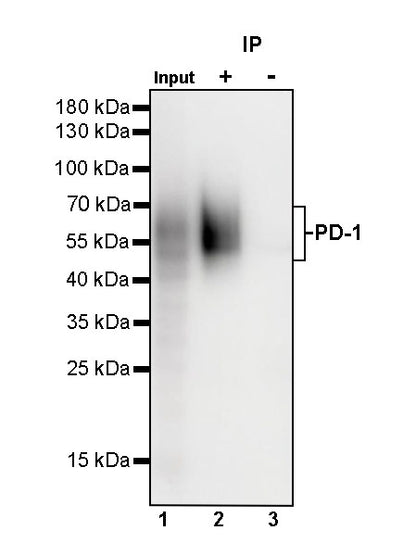S-RMab® PD-1 Recombinant Mouse mAb,PBS Only (SDT-R143)
