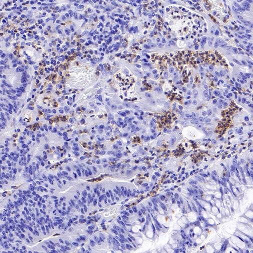CD88 Recombinant Rabbit mAb (S-1921-43)
