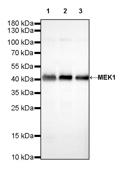 MEK1 Recombinant Rabbit mAb (SDT-308-32)