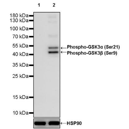 Phospho-GSK3α/β (Ser21/9) Recombinant Rabbit mAb (S-1529-102)