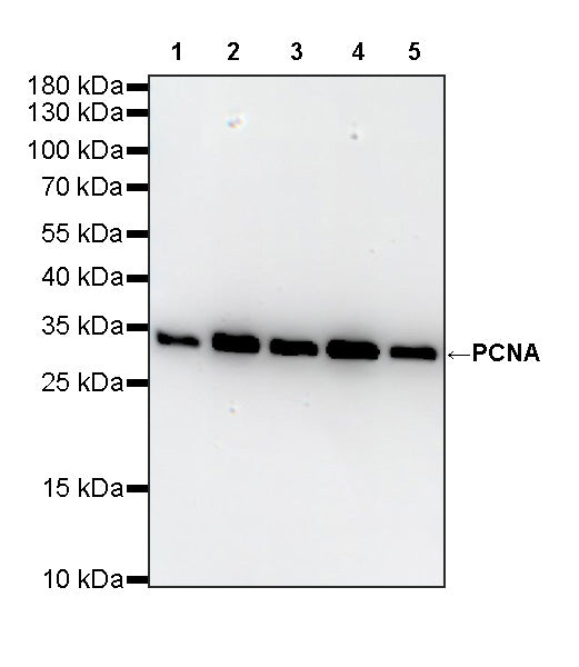 PCNA Recombinant Mouse mAb (S-5477)