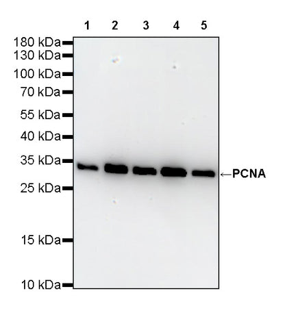 PCNA Recombinant Mouse mAb (S-5477)