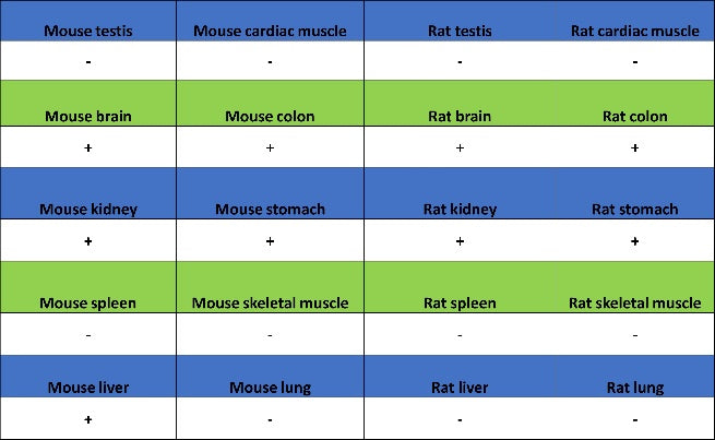 MAFA Recombinant Rabbit mAb (SDT-2040-6)