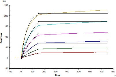 Invivo anti-mouse PD-L1 Recombinant mAb (D265A)