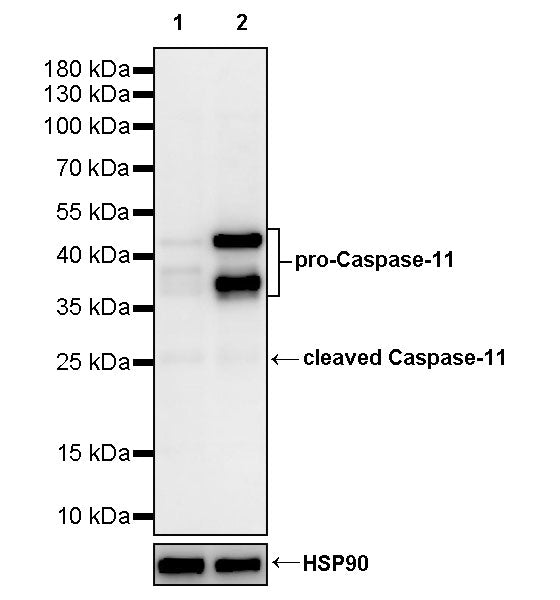 Caspase-11 Recombinant Rabbit mAb (S-4904)