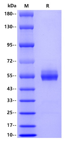 Human CD8A, hFc tag