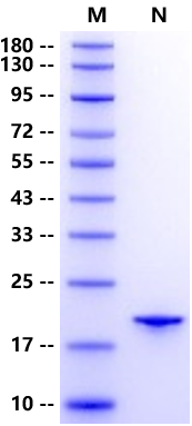 LIF Protein, Human