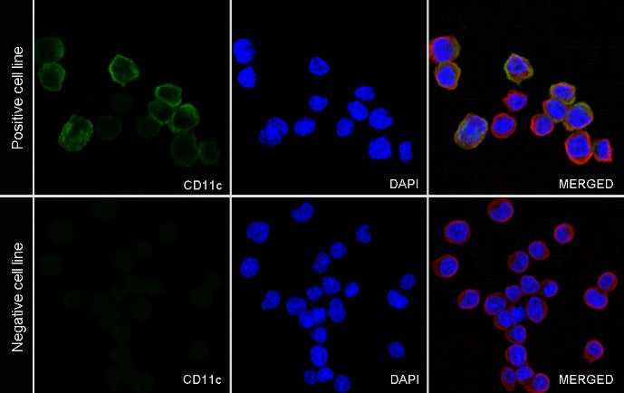Mouse Anti-Human CD11c Antibody
