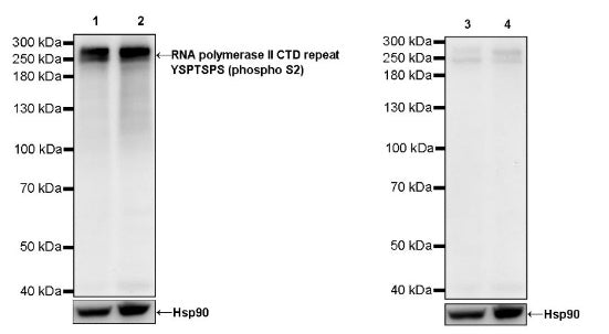RNA polymerase II CTD repeat YSPTSPS (phosphor S2) Recombinant Rat mAb (S-R199)