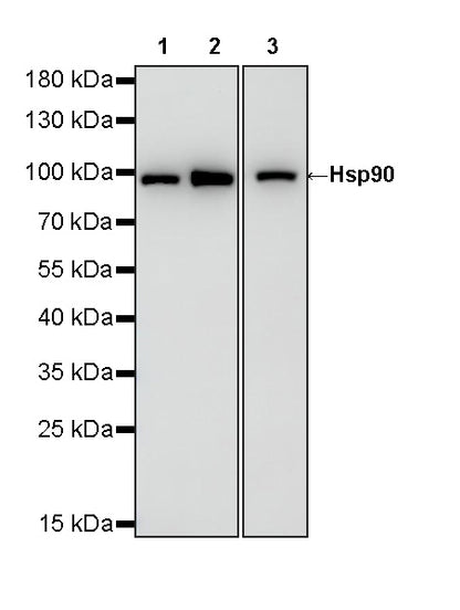 HSP90 Recombinant Rabbit mAb (S-5412)