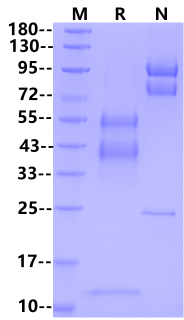 Latent TGF-β2 Protein, Human