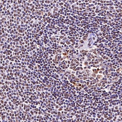 Histone H3 Recombinant Rabbit mAb (SDT-266-44)