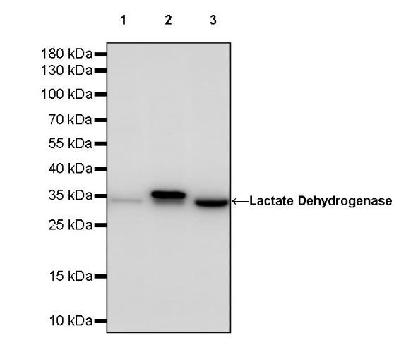 Lactate Dehydrogenase Rabbit Polyclonal Antibody