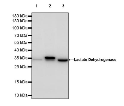 Lactate Dehydrogenase Rabbit Polyclonal Antibody