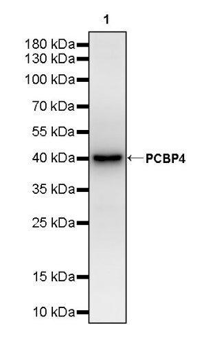 PCBP4 Recombinant Rabbit mAb (S-3107-175)