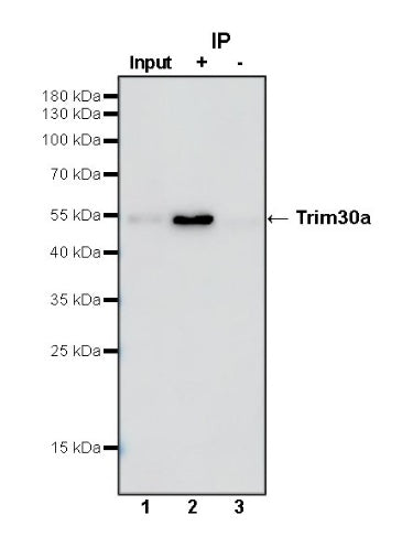 Trim30a Recombinant Rabbit mAb (S-1753-35)