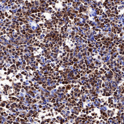 BOB-1 Recombinant Rabbit mAb (SDT-263-55)