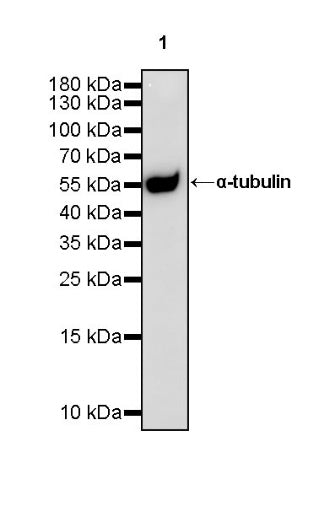 α-tubulin Recombinant Mouse mAb (S-364-23HL)