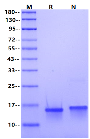 MIG/CXCL9 Protein, Human