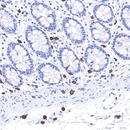 S-RMab® CD117 Recombinant Rabbit mAb,PBS Only (SDT-125-51)