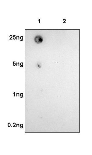 Tau (phospho S404) Recombinant Rabbit mAb (S-982-20)