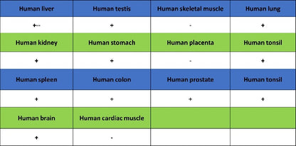 VAMP2 Recombinant Rabbit mAb (S-2359-2)