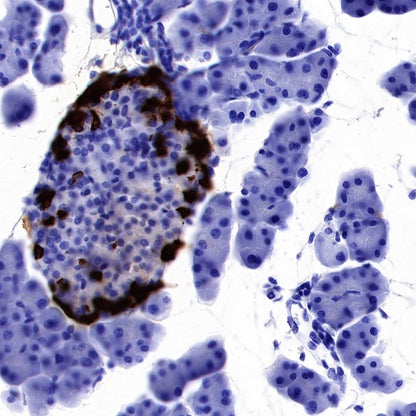 GLP-1 (active) Recombinant Rabbit mAb (S-R280)